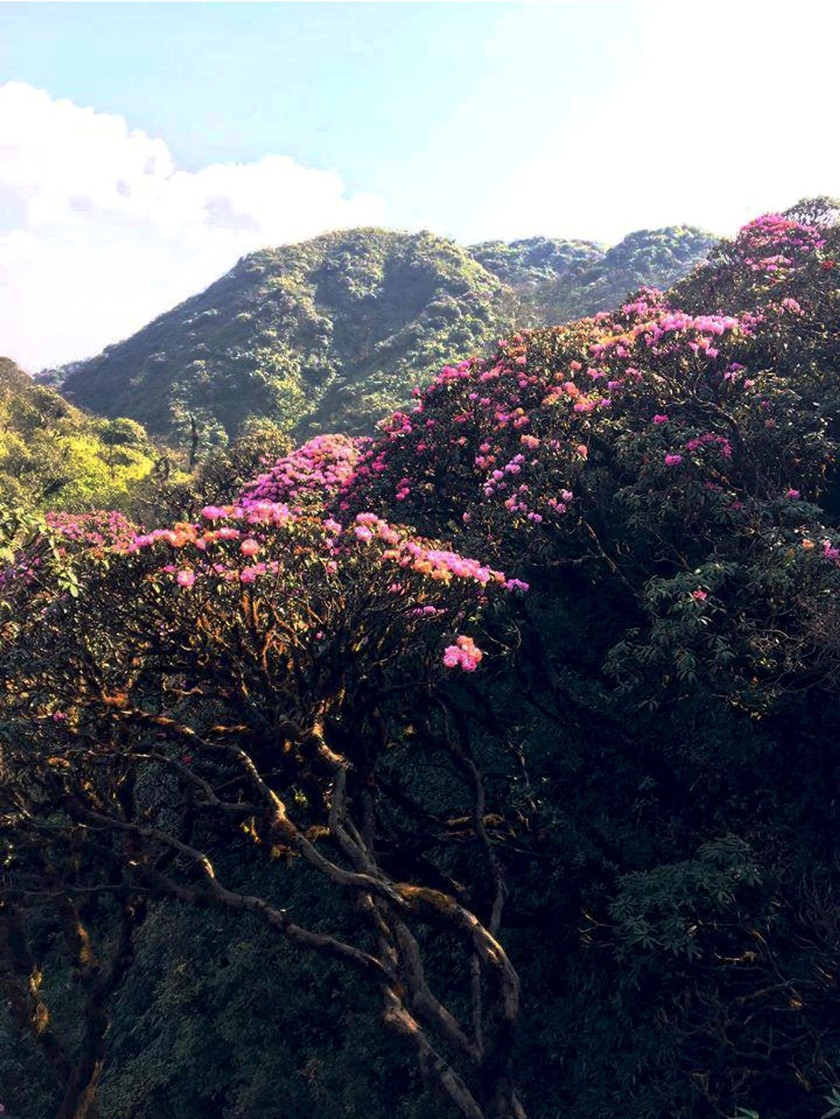 Rhododendron simsii in bloom add charms to Fansipan rhododendron simsii in bloom add charms to fansipan