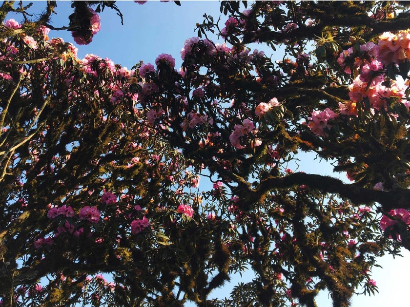 Rhododendron simsii in bloom add charms to Fansipan rhododendron simsii in bloom add charms to fansipan