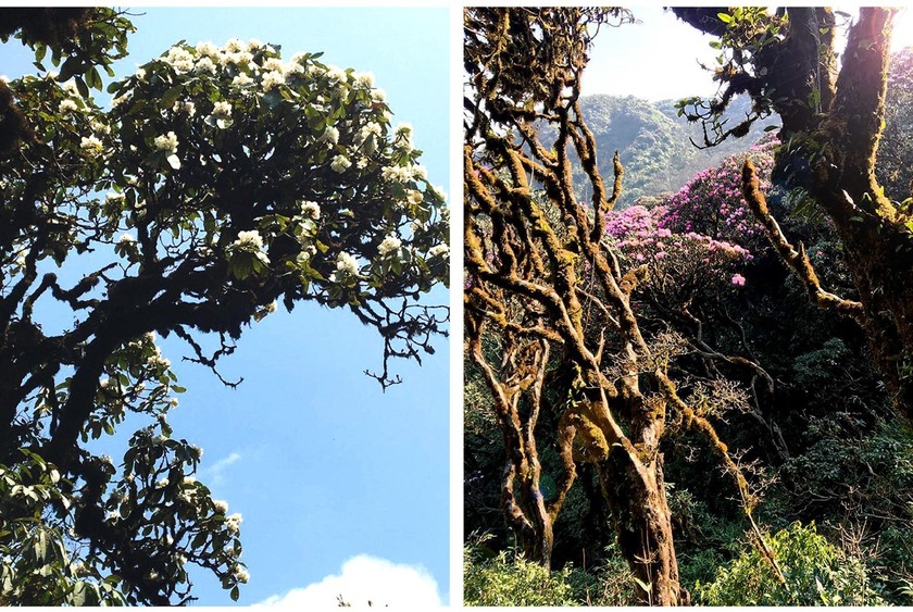 Rhododendron simsii in bloom add charms to Fansipan rhododendron simsii in bloom add charms to fansipan