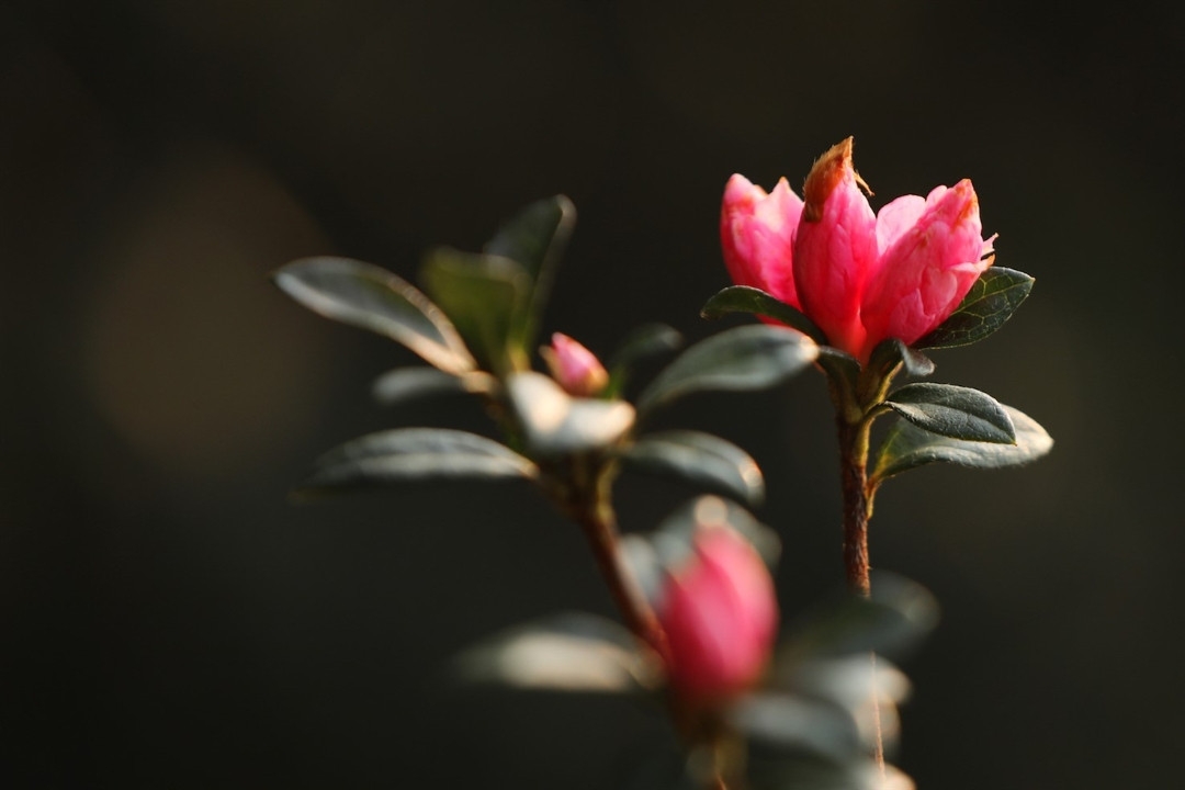 Rhododendron simsii in bloom add charms to Fansipan rhododendron simsii in bloom add charms to fansipan