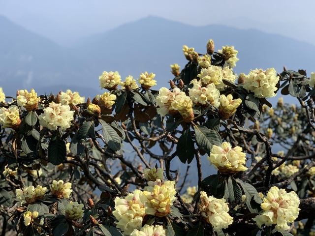 Rhododendron simsii in bloom add charms to Fansipan rhododendron simsii in bloom add charms to fansipan