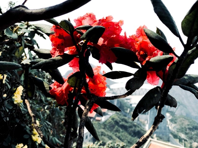 Rhododendron simsii in bloom add charms to Fansipan rhododendron simsii in bloom add charms to fansipan