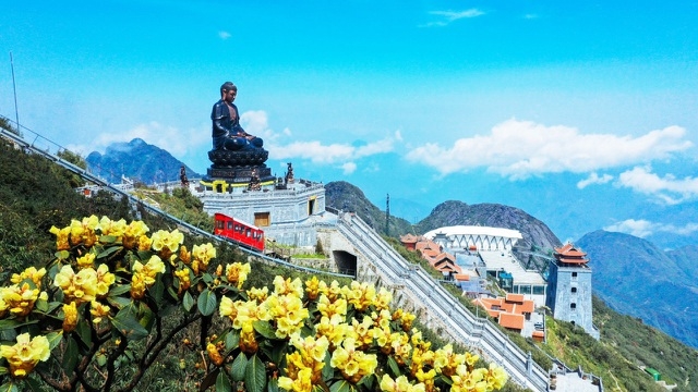 Rhododendron simsii in bloom add charms to Fansipan rhododendron simsii in bloom add charms to fansipan