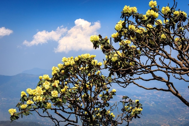 Rhododendron simsii in bloom add charms to Fansipan rhododendron simsii in bloom add charms to fansipan
