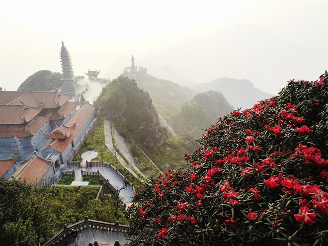 Rhododendron simsii in bloom add charms to Fansipan rhododendron simsii in bloom add charms to fansipan