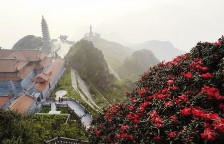 Rhododendron simsii in bloom add charms to Fansipan