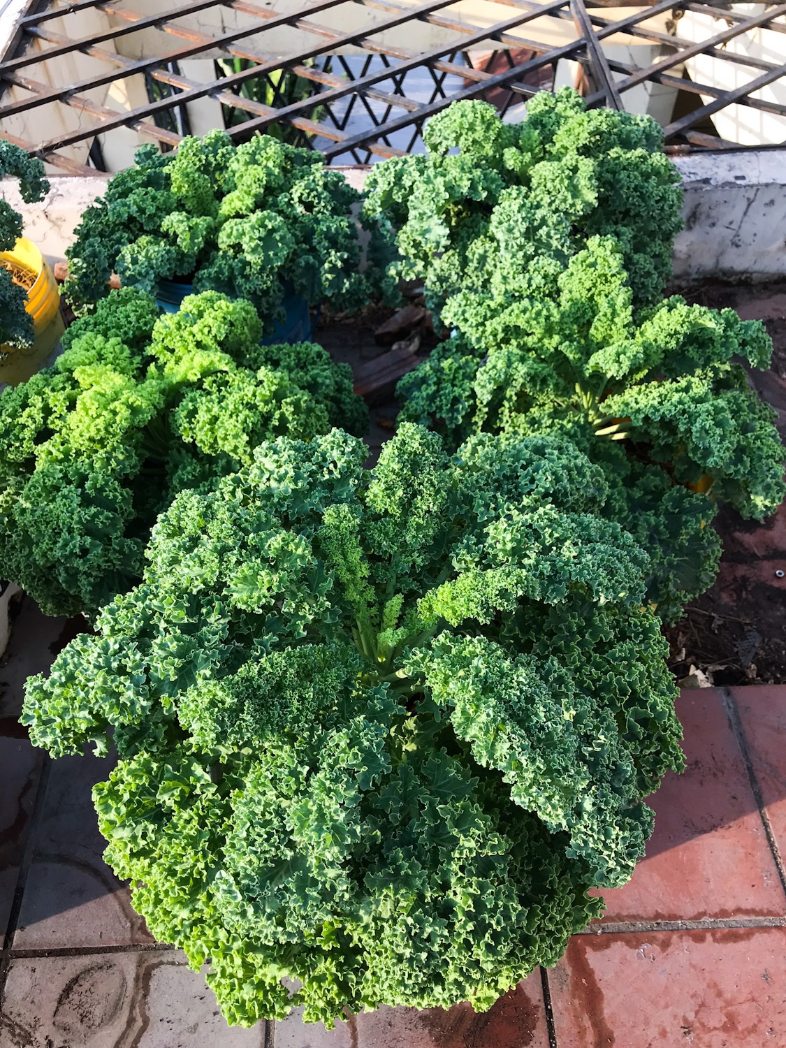Rooftop garden 'laden' with giant fruits and veggies