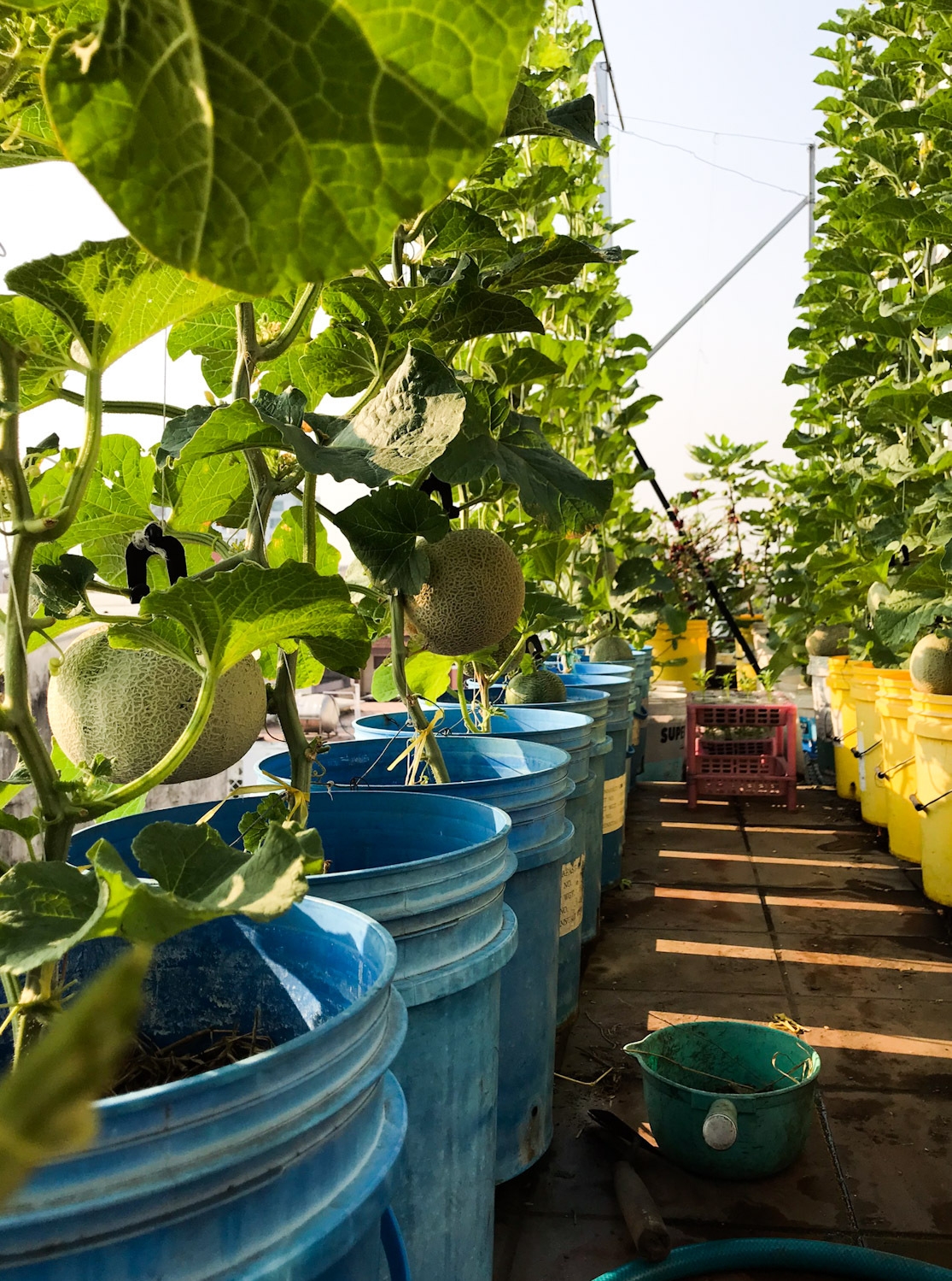 Rooftop garden 'laden' with giant fruits and veggies