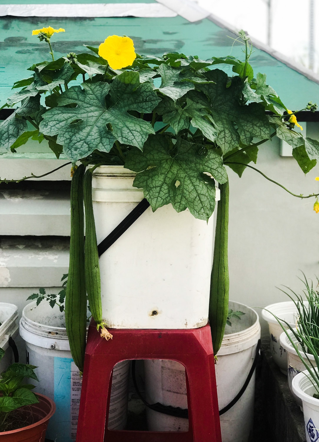 Rooftop garden 'laden' with giant fruits and veggies