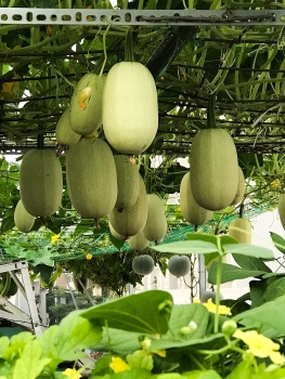 Rooftop garden 'laden' with giant fruits and veggies
