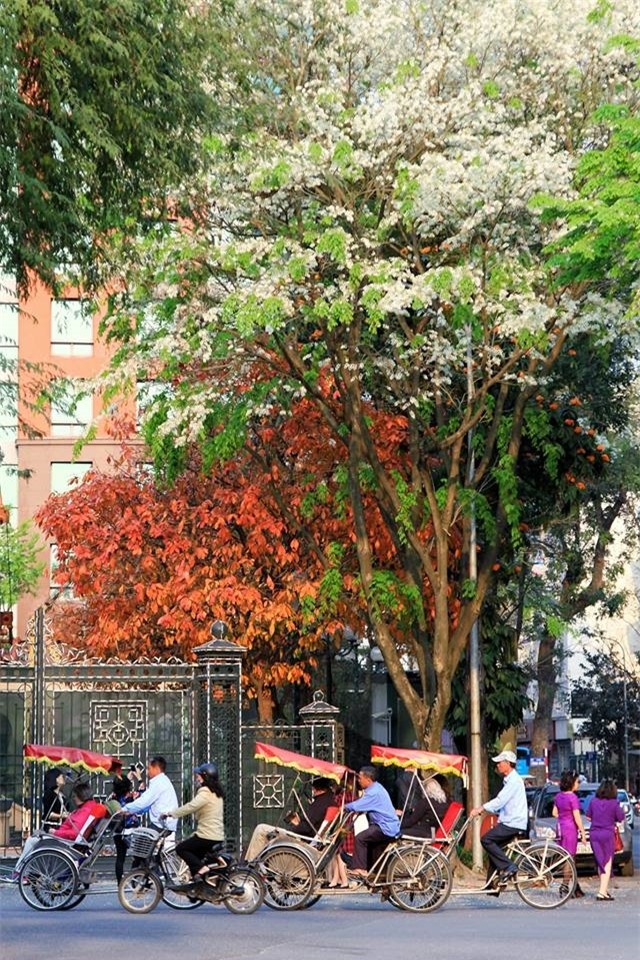 Hoan Kiem Lake shows off glamour during freshwater mangrove's fall foliage season