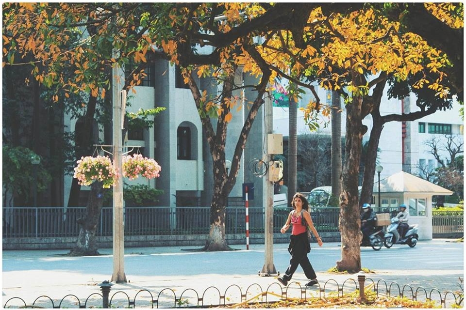 Hoan Kiem Lake shows off glamour during freshwater mangrove's fall foliage season