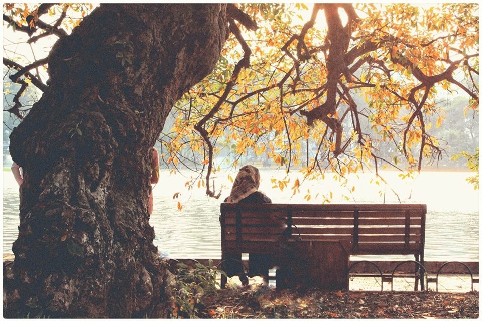 Hoan Kiem Lake shows off glamour during freshwater mangrove's fall foliage season