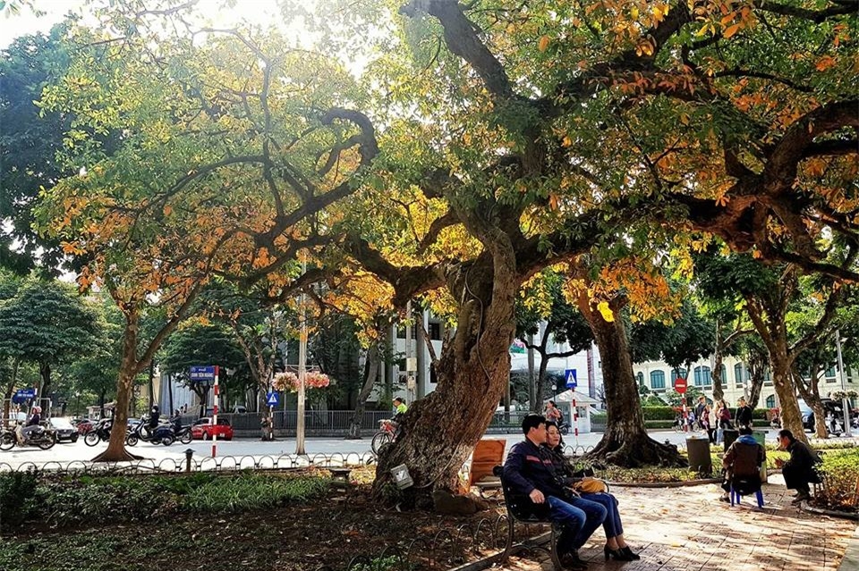 Hoan Kiem Lake shows off glamour during freshwater mangrove's fall foliage season