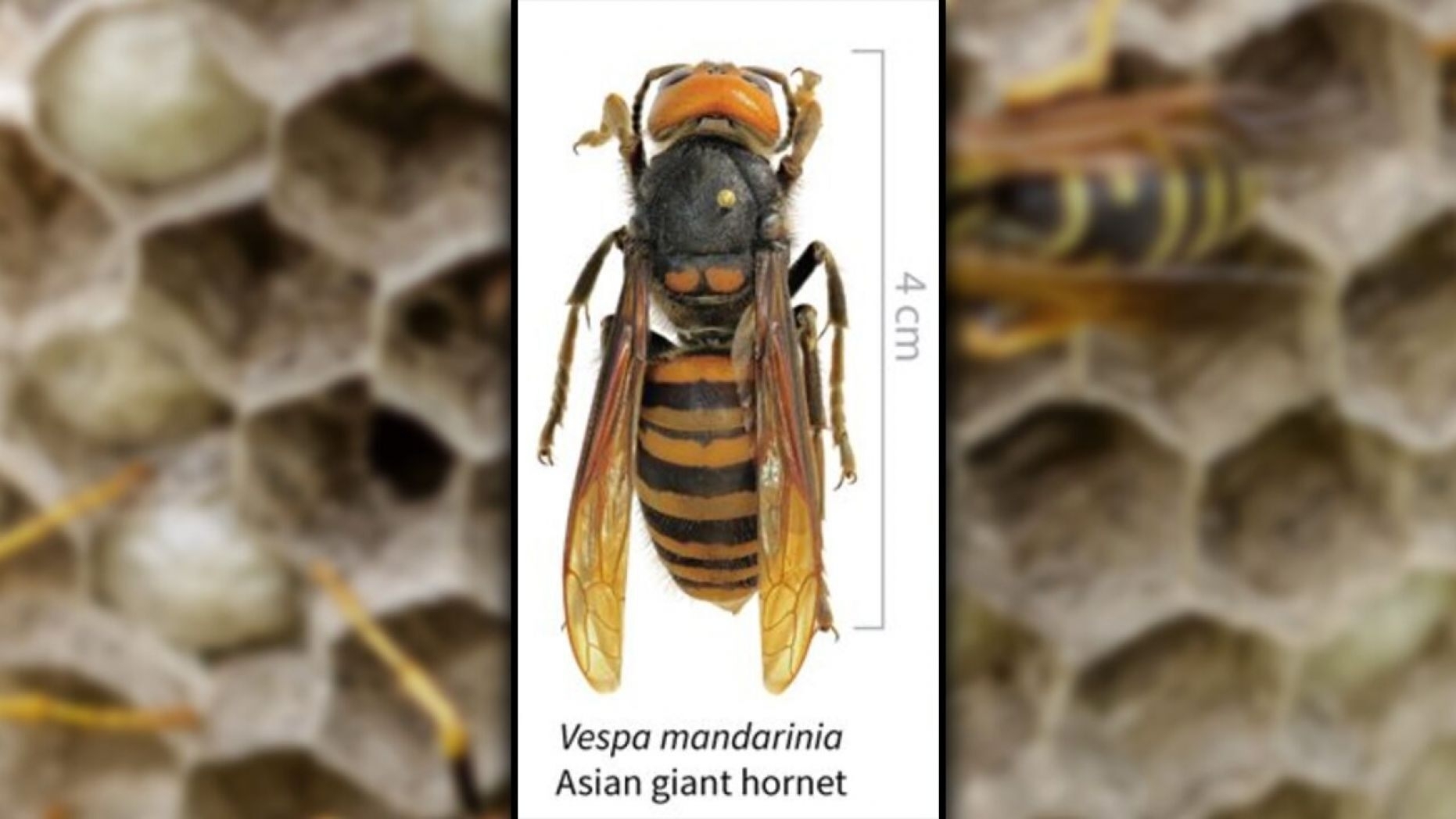 13 must know facts about murder hornets