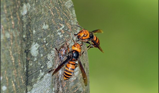 13 must know facts about murder hornets