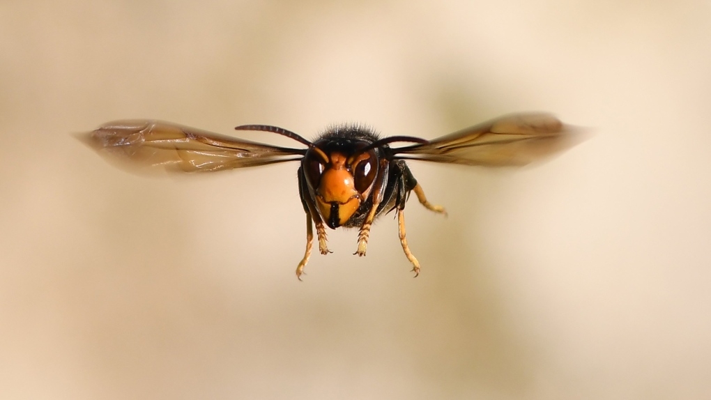 13 must know facts about murder hornets
