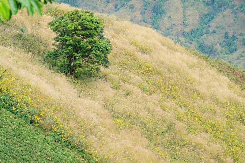 wild beauty of chu dang ya volcano