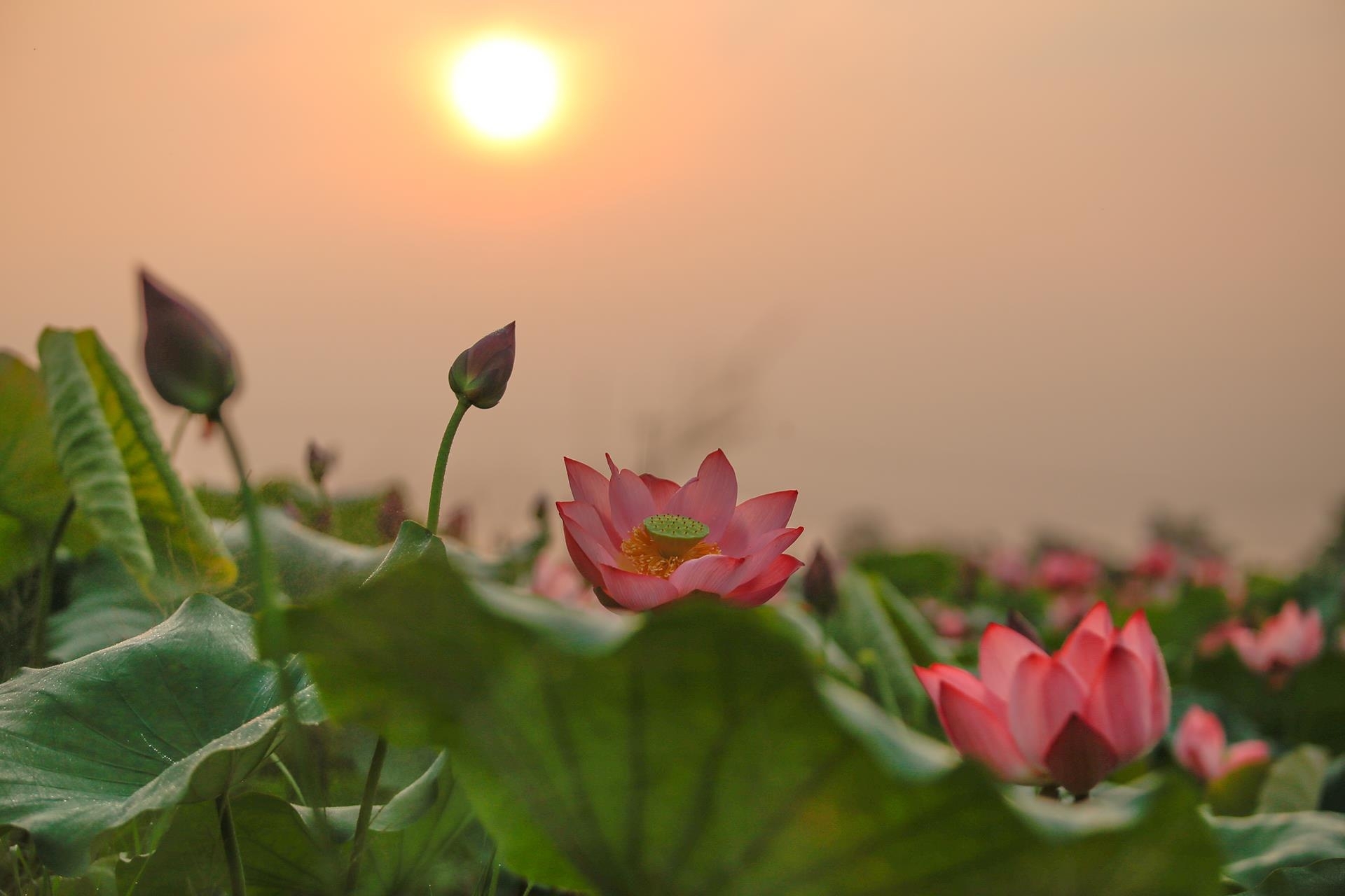 hues lotus tea the fine art in the making
