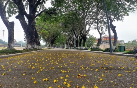 Hue draws attentions with summer flower carpets