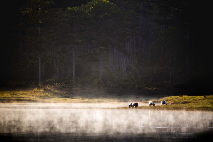 Da Lat in sea of clouds, a must-visit hidden gem da lat in sea of clouds a must visit hidden gem