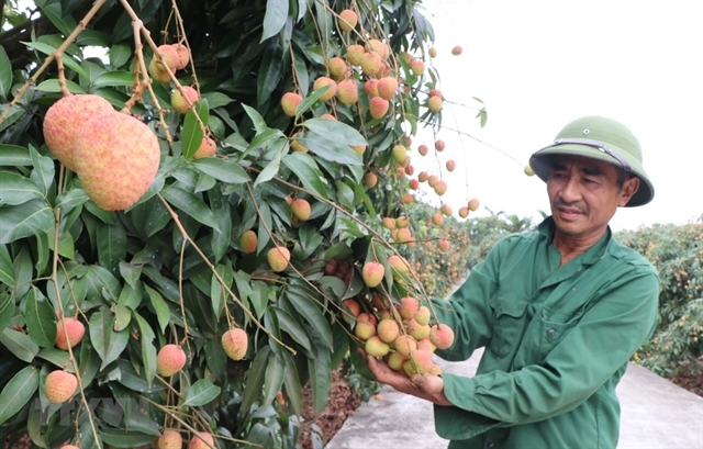 vietnam news today evfta submitted to national assembly for ratification