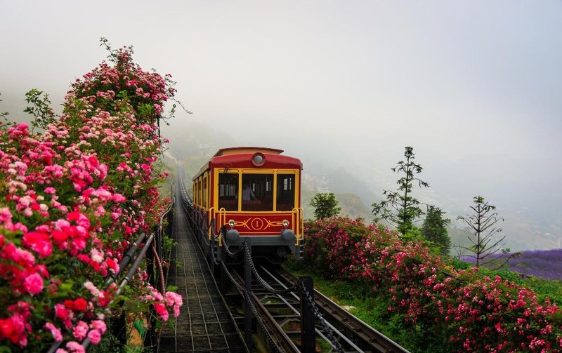 sapas rose valley recognised as largest one in vietnam