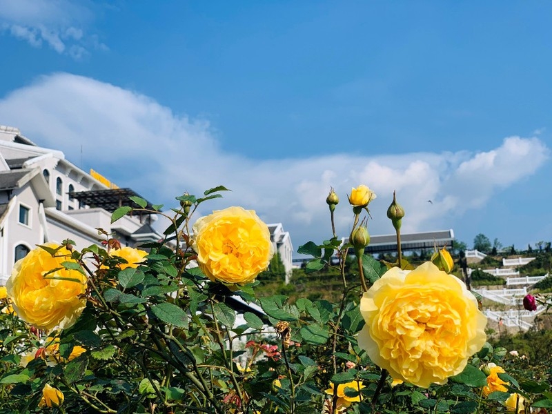 sapas rose valley recognised as largest one in vietnam