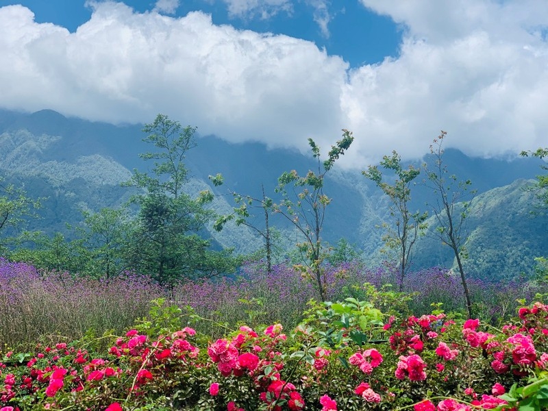 sapas rose valley recognised as largest one in vietnam