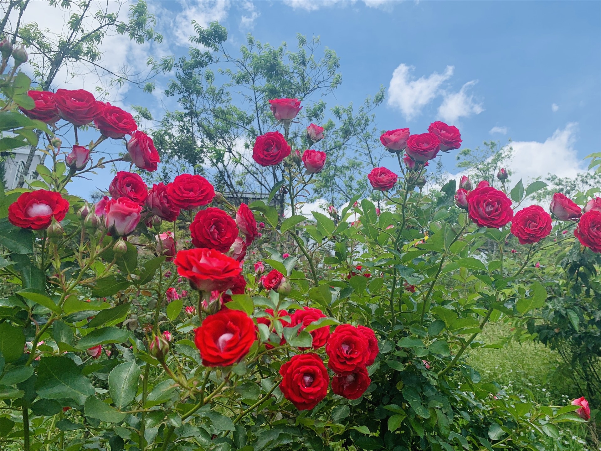 sapas rose valley recognised as largest one in vietnam