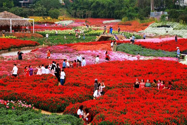 sapas rose valley recognised as largest one in vietnam