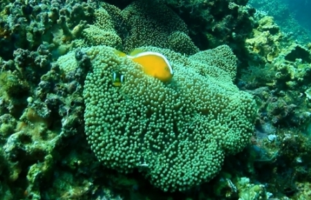 Ecosystem off Cham Islands recovers after COVID-19