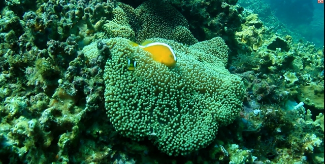 ecosystem off cham islands recovers after covid 19