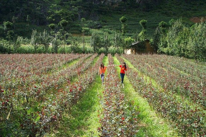 paos house a cultural and architectural attraction in ha giang province