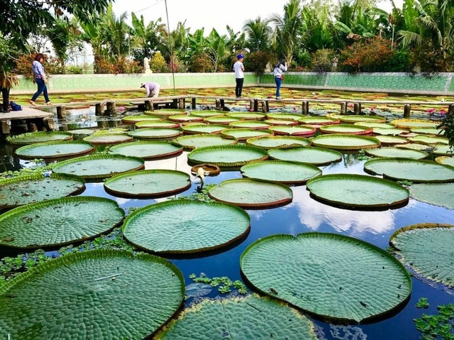 Giant lotus leaf: Adult can stand up floating on its surface one of a kind giant lotus leaf adult can stand up floating on its surface