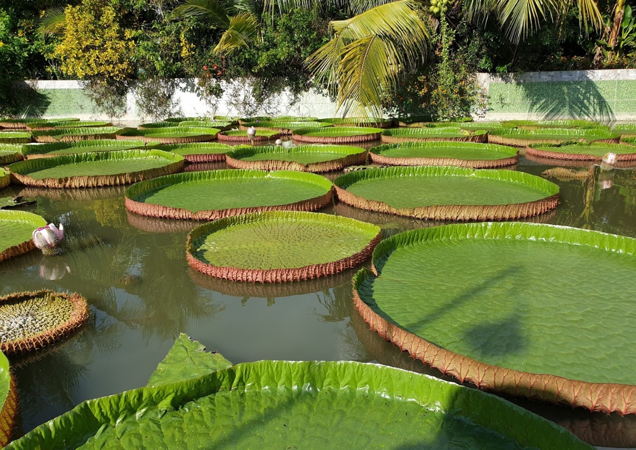 Giant lotus leaf: Adult can stand up floating on its surface one of a kind giant lotus leaf adult can stand up floating on its surface