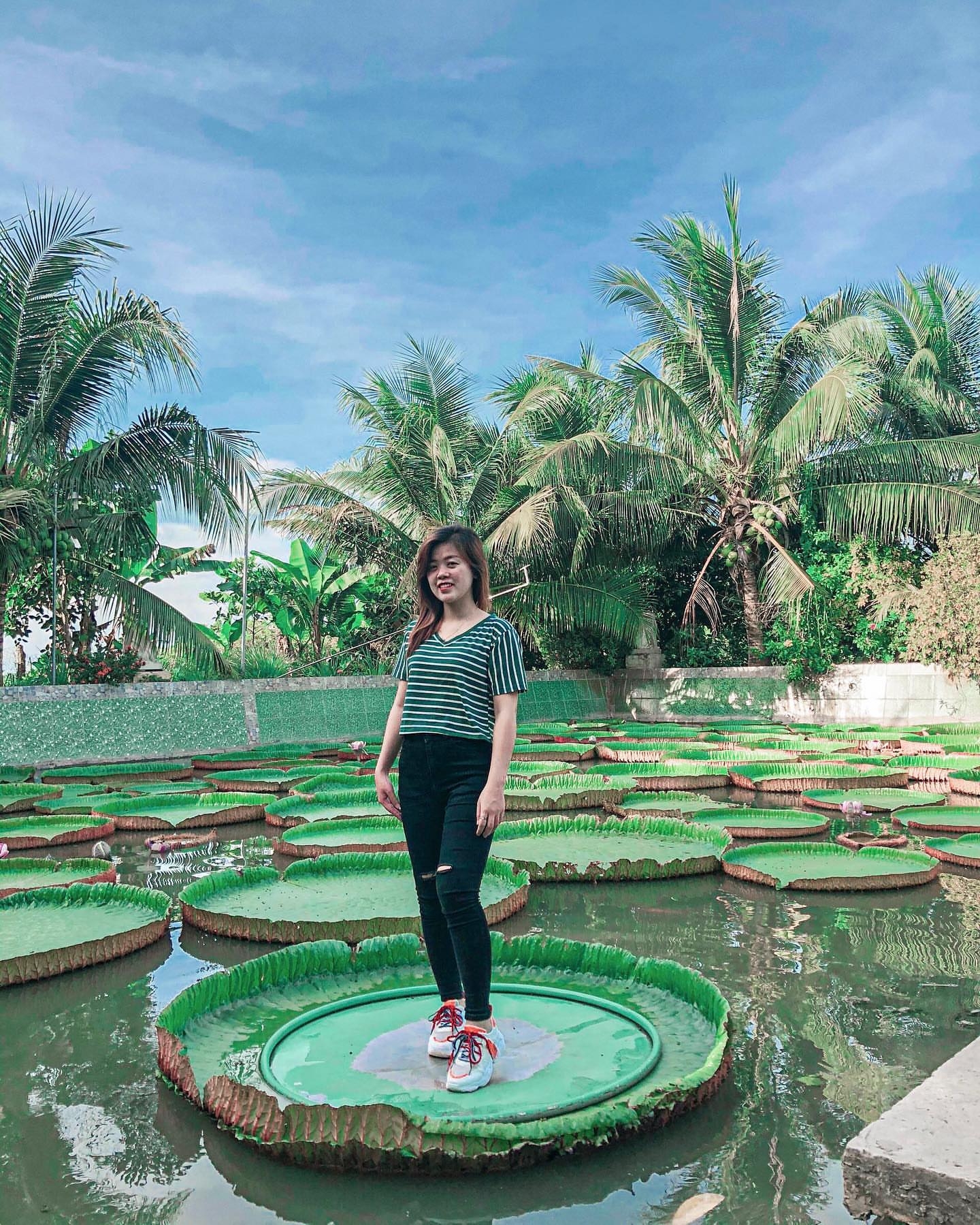 Giant lotus leaf: Adult can stand up floating on its surface one of a kind giant lotus leaf adult can stand up floating on its surface