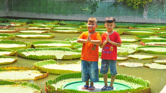 Giant lotus leaf: Adult can stand up floating on its surface one of a kind giant lotus leaf adult can stand up floating on its surface
