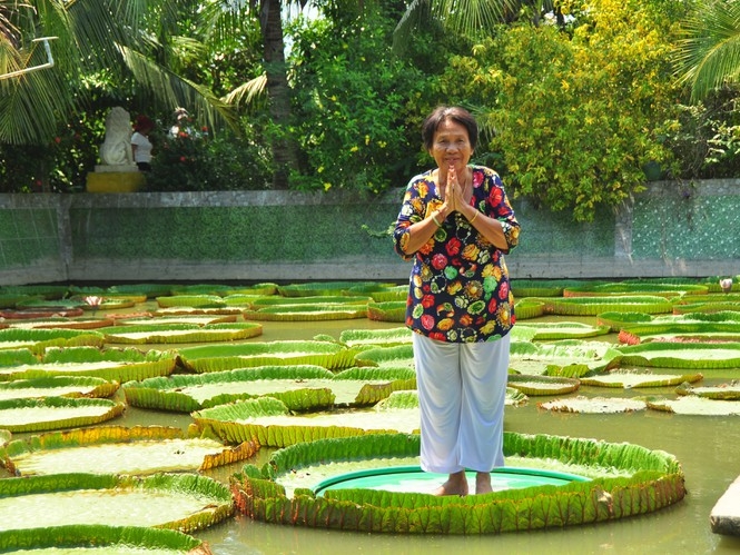 one of a kind giant lotus leaf adult can stand up floating on its surface