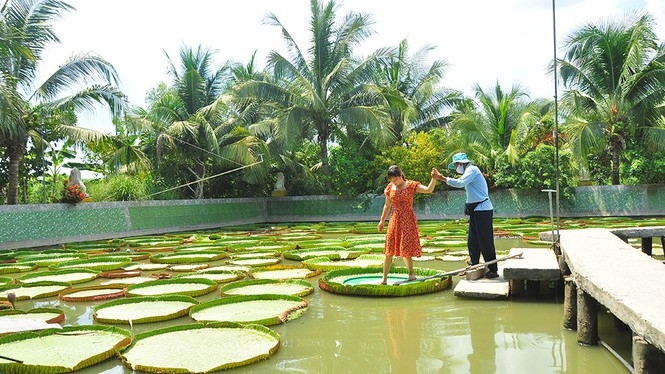 one of a kind giant lotus leaf adult can stand up floating on its surface