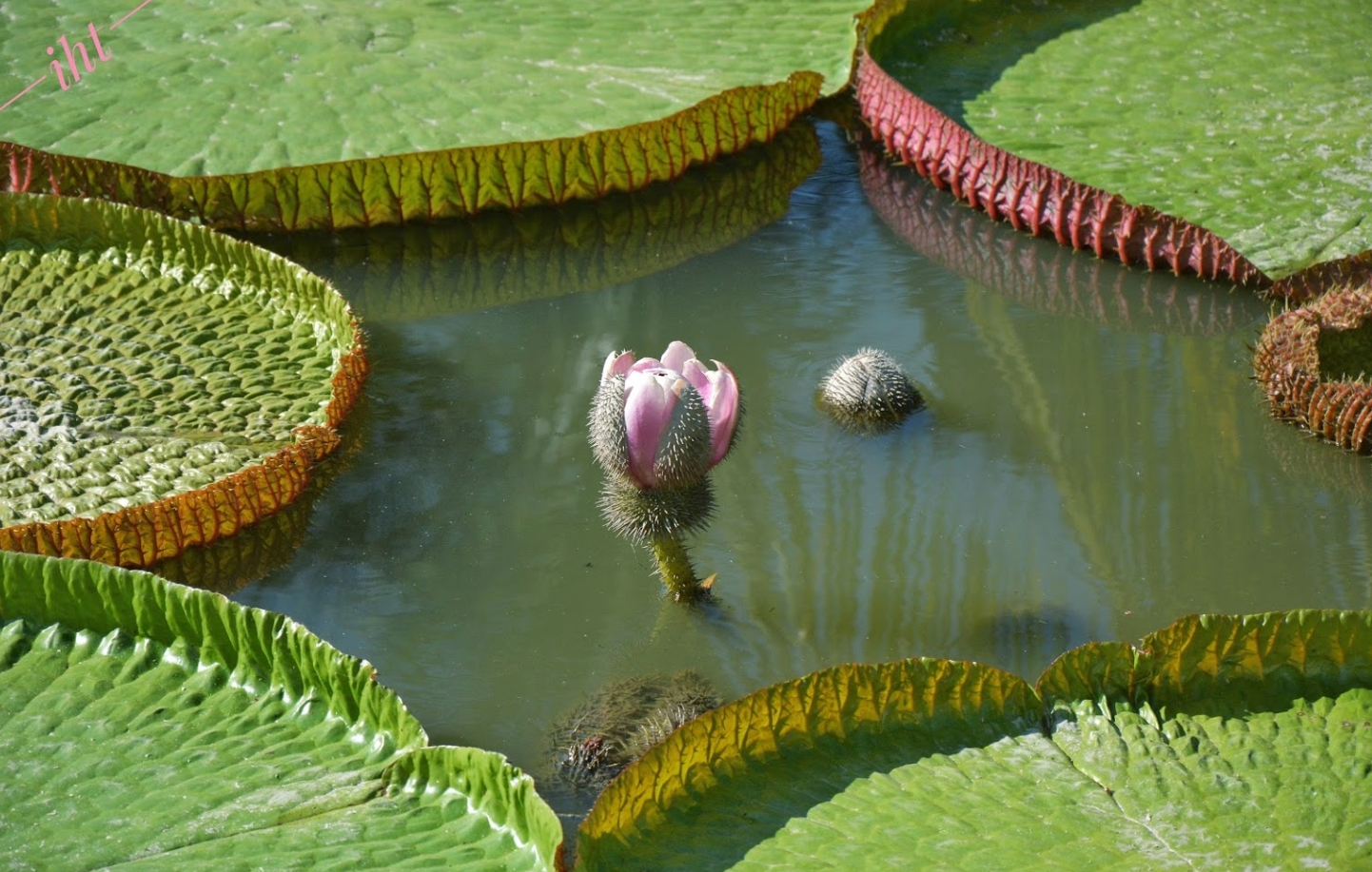 Giant lotus leaf: Adult can stand up floating on its surface one of a kind giant lotus leaf adult can stand up floating on its surface