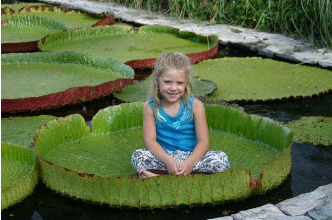 Giant lotus leaf: Adult can stand up floating on its surface one of a kind giant lotus leaf adult can stand up floating on its surface