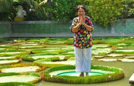 Giant lotus leaf: Adult can stand up floating on its surface