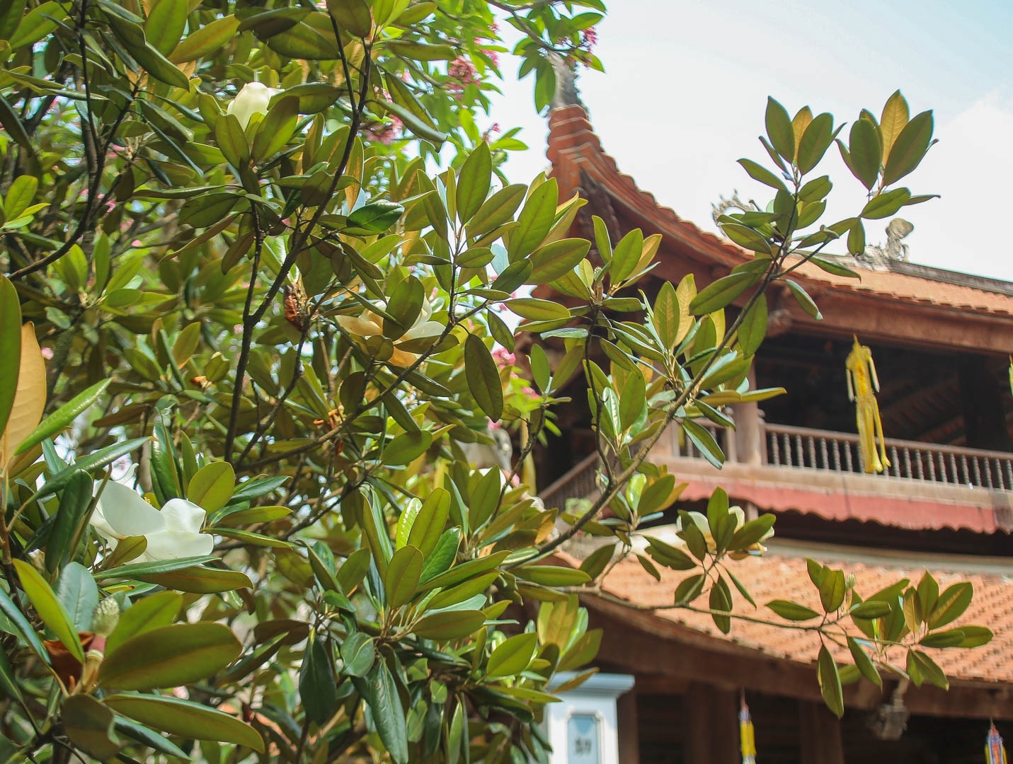 land lotus mother natures precious gift in boi khe temple