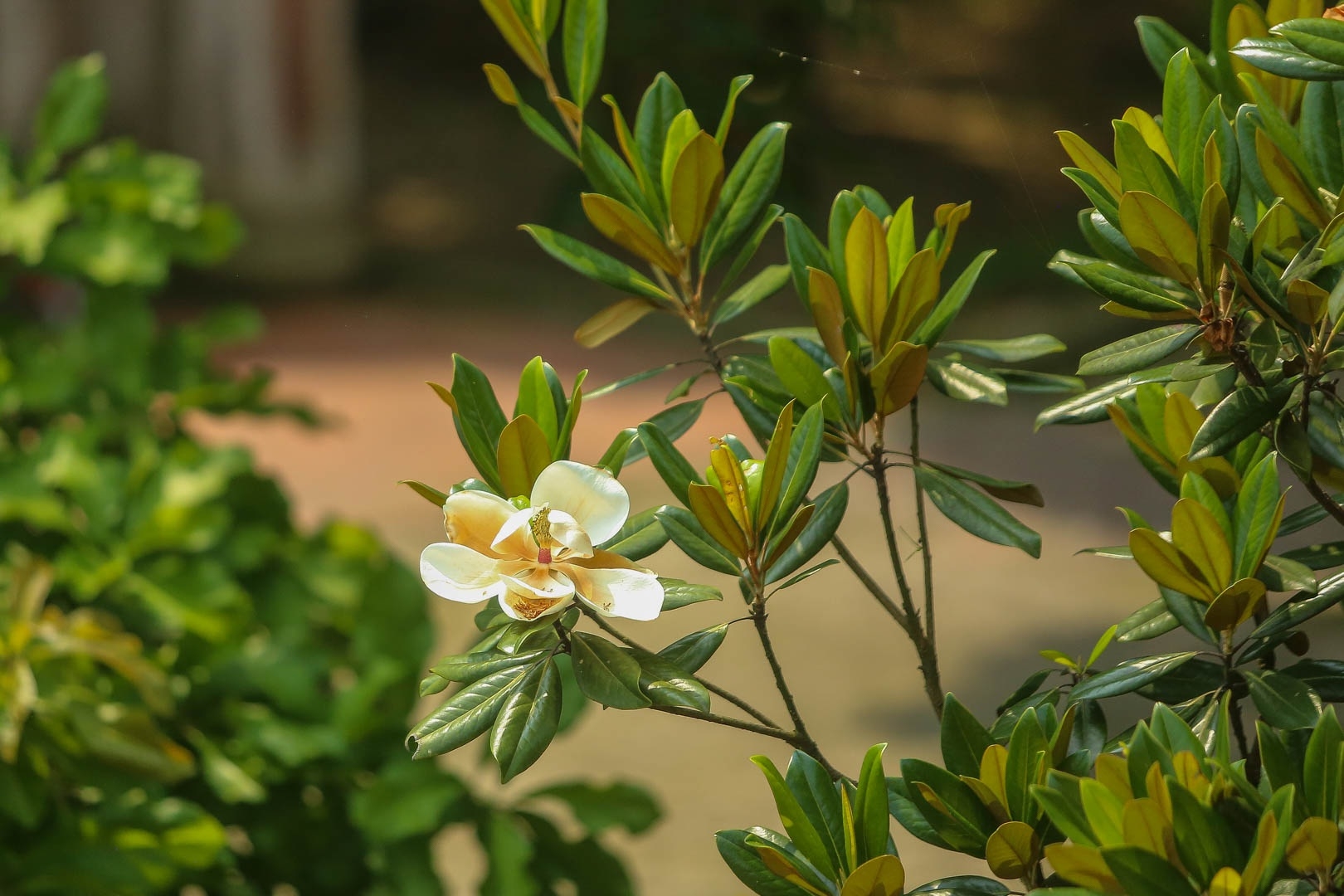 land lotus mother natures precious gift in boi khe temple