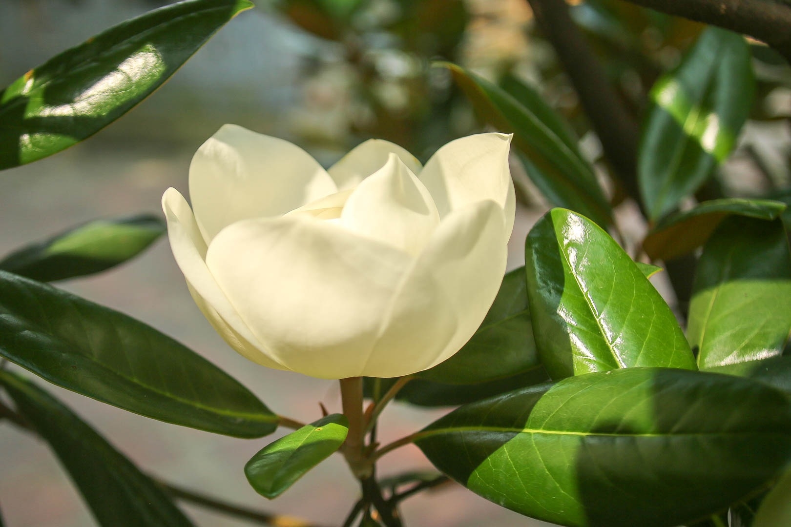 Land lotus in Boi Khe temple, a precious gift from Mother Nature land lotus mother natures precious gift in boi khe temple
