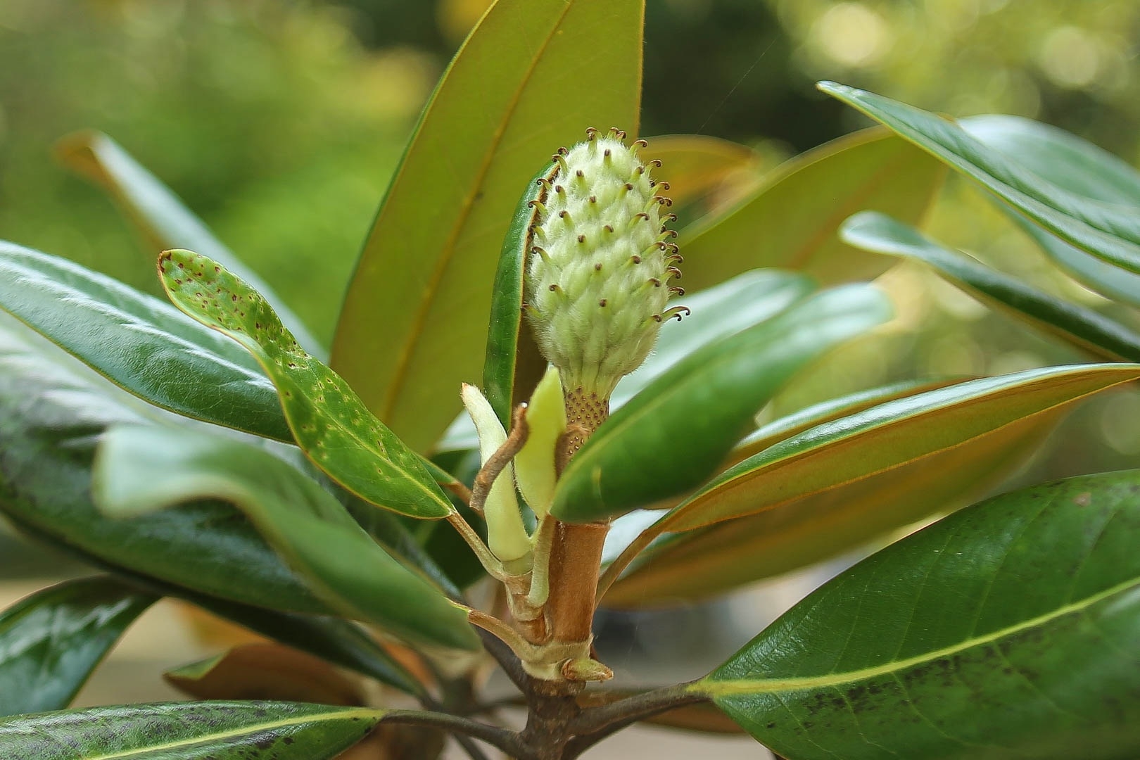 Land lotus in Boi Khe temple, a precious gift from Mother Nature land lotus mother natures precious gift in boi khe temple