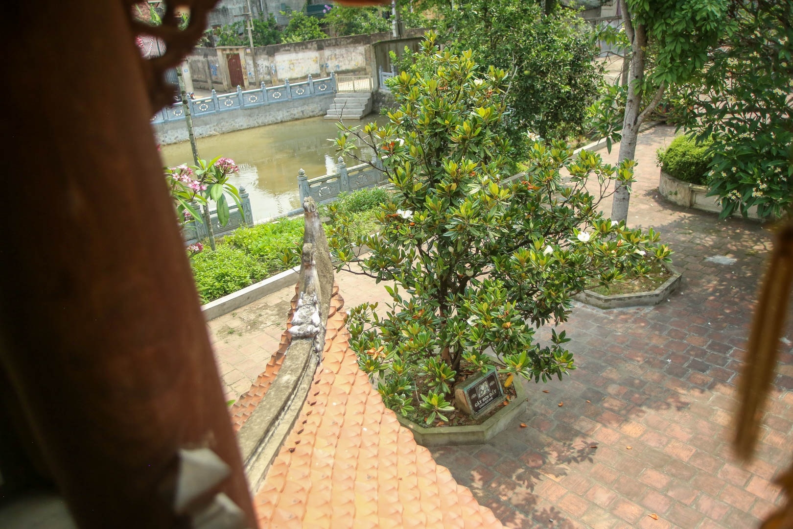 Land lotus in Boi Khe temple, a precious gift from Mother Nature land lotus mother natures precious gift in boi khe temple