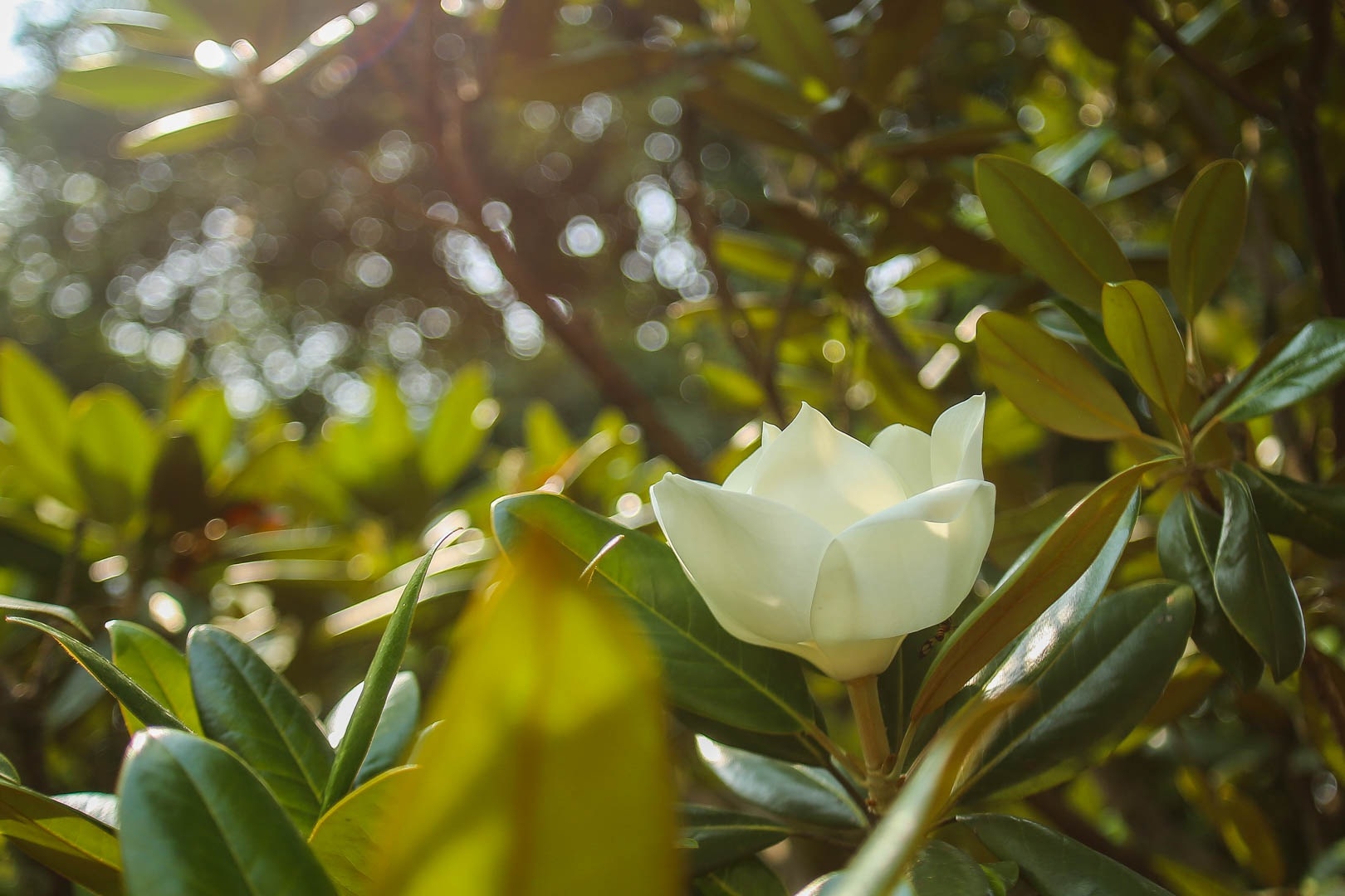 Land lotus in Boi Khe temple, a precious gift from Mother Nature land lotus mother natures precious gift in boi khe temple