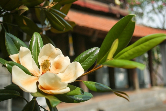 Land lotus in Boi Khe temple, a precious gift from Mother Nature